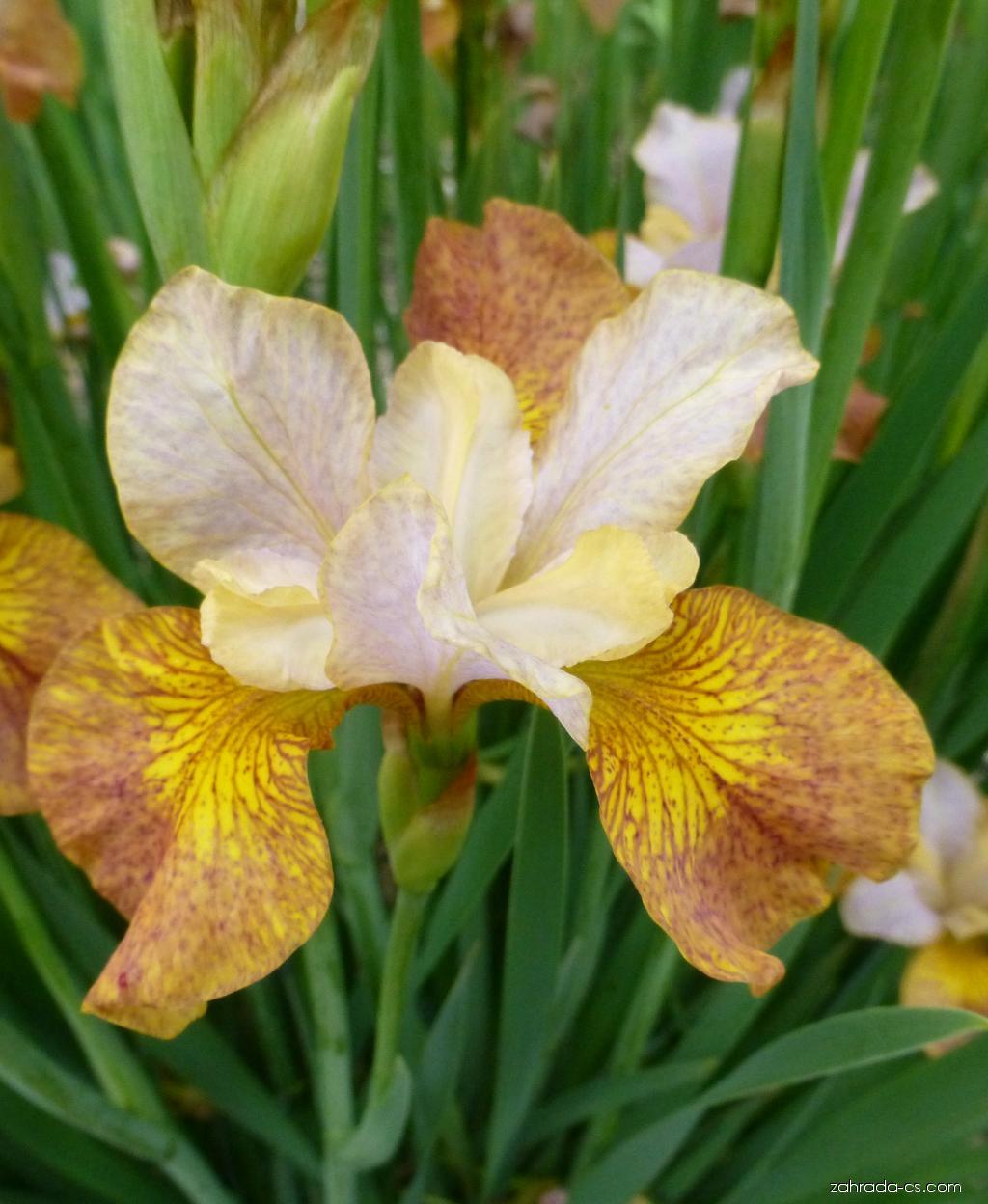 Iris sibirica 'Ginger Twist'